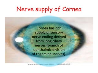 Nerve supply of Cornea
Cornea has rich
supply of sensory
nerve ending derived
from long ciliary
nerves (branch of
ophthalmic division
of trigeminal nerves).
 