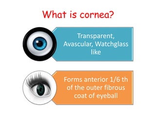 What is cornea?
Transparent,
Avascular, Watchglass
like
Forms anterior 1/6 th
of the outer fibrous
coat of eyeball
 