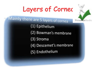 Layers of Cornea
 
