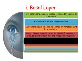 i. Basal Layer
Tall, Columnar polygonal shaped, arranged in a palisade
like manner.
Basal cell has an oval shaped nucleus
Mitrochondria are small and depends on Pentose Shunt
for metabolism
Basal cells are lateral to other basal cells & anterior to
wing cells by desmosomes and maculae occludentes
 