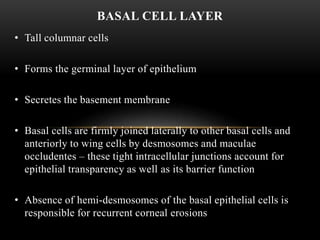 BASAL CELL LAYER 
• Tall columnar cells 
• Forms the germinal layer of epithelium 
• Secretes the basement membrane 
• Basal cells are firmly joined laterally to other basal cells and 
anteriorly to wing cells by desmosomes and maculae 
occludentes – these tight intracellular junctions account for 
epithelial transparency as well as its barrier function 
• Absence of hemi-desmosomes of the basal epithelial cells is 
responsible for recurrent corneal erosions 
 