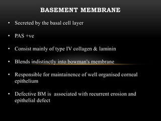 BASEMENT MEMBRANE 
• Secreted by the basal cell layer 
• PAS +ve 
• Consist mainly of type IV collagen & laminin 
• Blends indistinctly into bowman's membrane 
• Responsible for maintainence of well organised corneal 
epithelium 
• Defective BM is associated with recurrent erosion and 
epithelial defect 
 