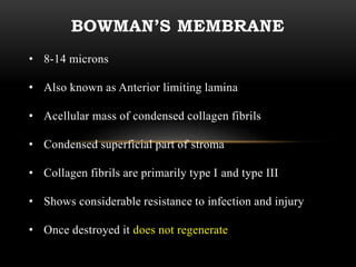 BOWMAN’S MEMBRANE 
• 8-14 microns 
• Also known as Anterior limiting lamina 
• Acellular mass of condensed collagen fibrils 
• Condensed superficial part of stroma 
• Collagen fibrils are primarily type I and type III 
• Shows considerable resistance to infection and injury 
• Once destroyed it does not regenerate 
 