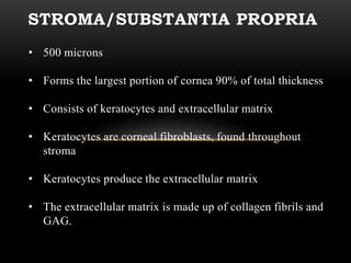 STROMA/SUBSTANTIA PROPRIA 
• 500 microns 
• Forms the largest portion of cornea 90% of total thickness 
• Consists of keratocytes and extracellular matrix 
• Keratocytes are corneal fibroblasts, found throughout 
stroma 
• Keratocytes produce the extracellular matrix 
• The extracellular matrix is made up of collagen fibrils and 
GAG. 
 