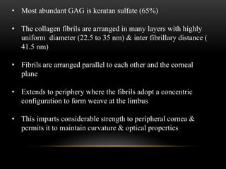 • Most abundant GAG is keratan sulfate (65%) 
• The collagen fibrils are arranged in many layers with highly 
uniform diameter (22.5 to 35 nm) & inter fibrillary distance ( 
41.5 nm) 
• Fibrils are arranged parallel to each other and the corneal 
plane 
• Extends to periphery where the fibrils adopt a concentric 
configuration to form weave at the limbus 
• This imparts considerable strength to peripheral cornea & 
permits it to maintain curvature & optical properties 
 