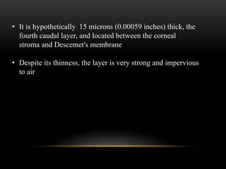 • It is hypothetically 15 microns (0.00059 inches) thick, the 
fourth caudal layer, and located between the corneal 
stroma and Descemet's membrane 
• Despite its thinness, the layer is very strong and impervious 
to air 
 
