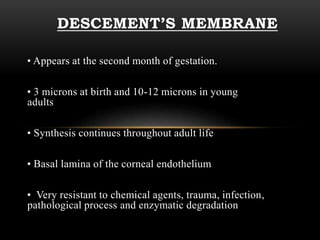 DESCEMENT’S MEMBRANE 
• Appears at the second month of gestation. 
• 3 microns at birth and 10-12 microns in young 
adults 
• Synthesis continues throughout adult life 
• Basal lamina of the corneal endothelium 
• Very resistant to chemical agents, trauma, infection, 
pathological process and enzymatic degradation 
 