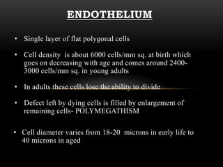 ENDOTHELIUM 
• Single layer of flat polygonal cells 
• Cell density is about 6000 cells/mm sq. at birth which 
goes on decreasing with age and comes around 2400- 
3000 cells/mm sq. in young adults 
• In adults these cells lose the ability to divide 
• Defect left by dying cells is filled by enlargement of 
remaining cells- POLYMEGATHISM 
• Cell diameter varies from 18-20 microns in early life to 
40 microns in aged 
 
