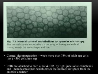• Corneal decompensation – when more than 75% of adult age cells 
lost ( <500 cells/mm sq) 
• Cells are attached to each other & DM by tight junctional complexes 
and hemidesmosomes which closes the intercelluar space from the 
anterior chamber 
 