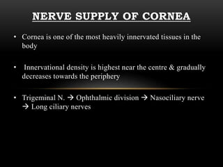 NERVE SUPPLY OF CORNEA 
• Cornea is one of the most heavily innervated tissues in the 
body 
• Innervational density is highest near the centre & gradually 
decreases towards the periphery 
• Trigeminal N.  Ophthalmic division  Nasociliary nerve 
 Long ciliary nerves 
 