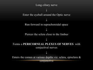 Long ciliary nerve 
↓ 
Enter the eyeball around the Optic nerve 
↓ 
Run forward in suprachoroidal space 
↓ 
Pierces the sclera close to the limbus 
↓ 
Forms a PERICORNEAL PLEXUS OF NERVES with 
conjuctival nerves 
↓ 
Enters the cornea at various depths viz. sclera, episclera & 
conjunctiva 
 