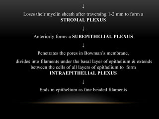 ↓ 
Loses their myelin sheath after traversing 1-2 mm to form a 
STROMAL PLEXUS 
↓ 
Anteriorly forms a SUBEPITHELIAL PLEXUS 
↓ 
Penetrates the pores in Bowman’s membrane, 
divides into filaments under the basal layer of epithelium & extends 
between the cells of all layers of epithelium to form 
INTRAEPITHELIAL PLEXUS 
↓ 
Ends in epithelium as fine beaded filaments 
 