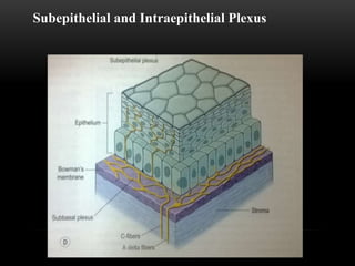 Subepithelial and Intraepithelial Plexus 
 