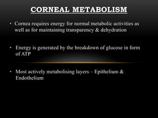 CORNEAL METABOLISM 
• Cornea requires energy for normal metabolic activities as 
well as for maintaining transparency & dehydration 
• Energy is generated by the breakdown of glucose in form 
of ATP 
• Most actively metabolising layers – Epithelium & 
Endothelium 
 