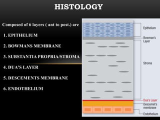 Composed of 6 layers ( ant to post.) are 
1. EPITHELIUM 
2. BOWMANS MEMBRANE 
3. SUBSTANTIA PROPRIA/STROMA 
4. DUA’S LAYER 
5. DESCEMENTS MEMBRANE 
6. ENDOTHELIUM 
HISTOLOGY 
 