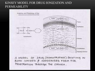 KINSEY MODEL FOR DRUG IONIZATION AND 
PERMEABILITY 
 