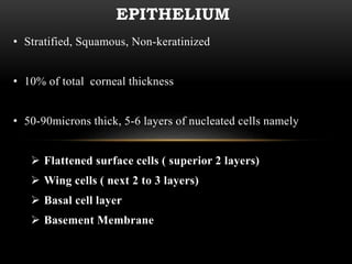 EPITHELIUM 
• Stratified, Squamous, Non-keratinized 
• 10% of total corneal thickness 
• 50-90microns thick, 5-6 layers of nucleated cells namely 
 Flattened surface cells ( superior 2 layers) 
 Wing cells ( next 2 to 3 layers) 
 Basal cell layer 
 Basement Membrane 
 