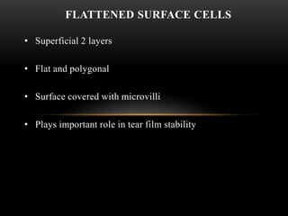 FLATTENED SURFACE CELLS 
• Superficial 2 layers 
• Flat and polygonal 
• Surface covered with microvilli 
• Plays important role in tear film stability 
 