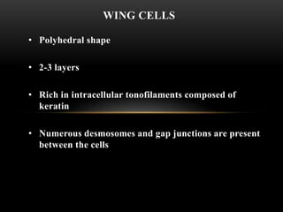 WING CELLS 
• Polyhedral shape 
• 2-3 layers 
• Rich in intracellular tonofilaments composed of 
keratin 
• Numerous desmosomes and gap junctions are present 
between the cells 
 