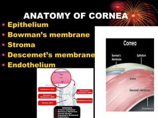• Epithelium
• Bowman’s membrane
• Stroma
• Descemet’s membrane
• Endothelium
ANATOMY OF CORNEA
 