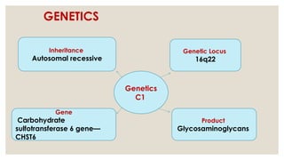 GENETICS
Genetics
C1
Inheritance
Autosomal recessive
Genetic Locus
16q22
Gene
Carbohydrate
sulfotransferase 6 gene—
CHST6
Product
Glycosaminoglycans
 