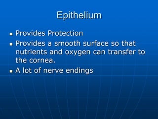 EpitheliumProvides Protection Provides a smooth surface so that nutrients and oxygen can transfer to the cornea.A lot of nerve endings