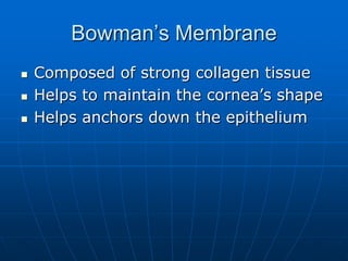 Bowman’s MembraneComposed of strong collagen tissueHelps to maintain the cornea’s shapeHelps anchors down the epithelium 