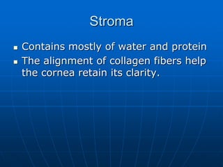 StromaContains mostly of water and proteinThe alignment of collagen fibers help the cornea retain its clarity. 