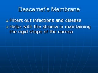 Descemet’s MembraneFilters out infections and disease