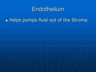 Helps with the stroma in maintaining the rigid shape of the cornea EndotheliumHelps pumps fluid out of the Stroma