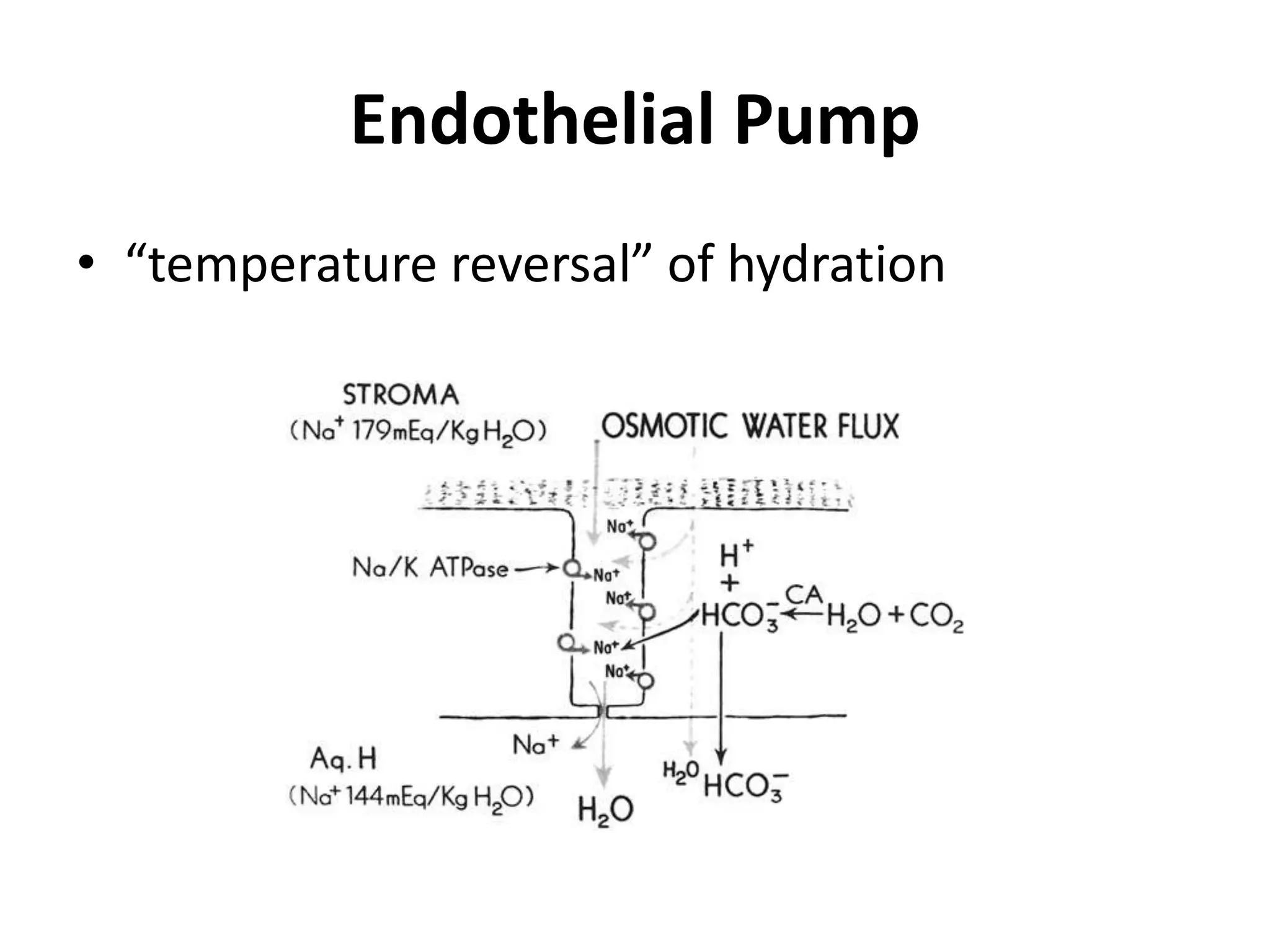 Endothelial Pump
• “temperature reversal” of hydration
 