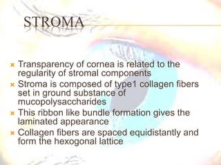 STROMA
 Transparency of cornea is related to the
regularity of stromal components
 Stroma is composed of type1 collagen fibers
set in ground substance of
mucopolysaccharides
 This ribbon like bundle formation gives the
laminated appearance
 Collagen fibers are spaced equidistantly and
form the hexogonal lattice
 
