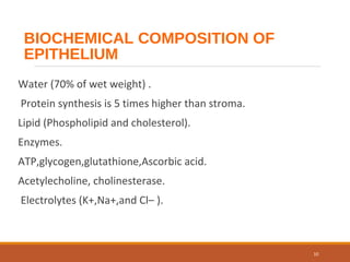 BIOCHEMICAL COMPOSITION OF
EPITHELIUM
Water (70% of wet weight) .
Protein synthesis is 5 times higher than stroma.
Lipid (Phospholipid and cholesterol).
Enzymes.
ATP,glycogen,glutathione,Ascorbic acid.
Acetylecholine, cholinesterase.
Electrolytes (K+,Na+,and Cl– ).
10
 