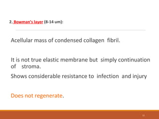 2. Bowman’s layer (8-14 um):
Acellular mass of condensed collagen fibril.
It is not true elastic membrane but simply continuation
of stroma.
Shows considerable resistance to infection and injury
Does not regenerate.
11
 