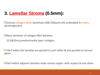3.3. Lamellar Stroma (0.5mm):(0.5mm):
Consists collagen fibrils (lamellae) (200-250)and cells embedded in matrix
(proteoglycans).
Mean diameter of collagen fibril between
22.5&32nm,predominantly type I collagen.
 Fibril within the lamellae are parallel to each other & also parallel to corneal
plane
Fibril within adjacent lamellae make various angles with respect to one other.
12
 