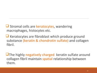  Stromal cells are keratocytes, wandering
macrophages, histocytes etc.
 Keratocytes are fibroblast which produce ground
substance (keratin & chondrotin sulfate) and collagen
fibril.
The highly negatively charged keratin sulfate around
collagen fibril maintain spatial relationship between
them.
13
 