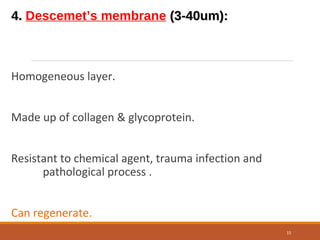 4.4. Descemet’s membrane (3-40um):(3-40um):
Homogeneous layer.
Made up of collagen & glycoprotein.
Resistant to chemical agent, trauma infection and
pathological process .
Can regenerate.
15
 