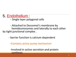 5.5. Endothelium ::
-- Single layer polygonal cells
- Attached to Descemet’s membrane by
hemidesmosomes and laterally to each other
by tight junctional complex .
- barrier function is calcium dependent
-Contains active pump mechanism
-Involved in active secretion and protein
synthesis
16
 