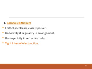 1. Corneal epithelium
 Epithelial cells are closely packed.
 Uniformity & regularity in arrangement.
 Homogenicity in refractive index.
 Tight intercellular junction.
19
 
