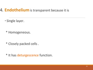 4. Endotheliumis transparent because it is
* Single layer.
* Homogeneous.
* Closely packed cells .
* It has deturgescence function.
28
 