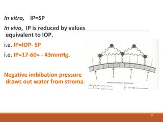 In vitro, IP=SP
In vivo, IP is reduced by values
equivalent to IOP.
i.e. IP=IOP- SP
i.e. IP=17-60= - 43mmHg.
Negative imbibation pressure
draws out water from stroma.
35
 