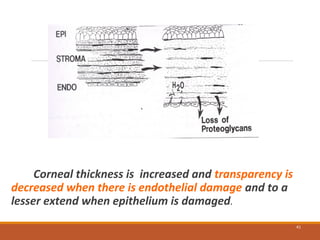 Corneal thickness is increased and transparency is
decreased when there is endothelial damage and to a
lesser extend when epithelium is damaged.
41
 