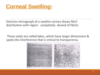 Corneal Swelling:
Electron micrograph of a swollen cornea shows fibril
distribution with region completely devoid of fibrils.
These voids are called lakes, which have larger dimensions &
spoils the interference that is critical to transparency.
46
 