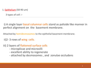 1. Epithelium (50-90 um)
3 types of cell :-
i) A single layer basal columnar cells stand as paliside like manner in
perfect alignment on the basement membrane.
Attached by hemidesmosomes to the epithelial basement membrane.
ii)2- 3 rows of wing cells.
iii) 2 layers of flattened surface cells
- microplicae and microvilli
- excellent ability to regenerate
- attached by desmosomes , and zonulae occludens
8
 