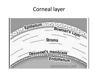 Corneal layer
 