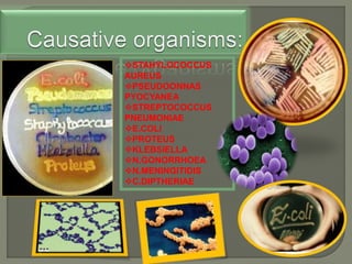 STAHYLOCOCCUS
AUREUS
PSEUDOONNAS
PYOCYANEA
STREPTOCOCCUS
PNEUMONIAE
E.COLI
PROTEUS
KLEBSIELLA
N.GONORRHOEA
N.MENINGITIDIS
C.DIPTHERIAE
 