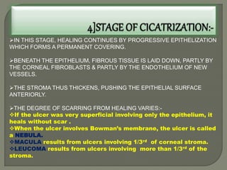 IN THIS STAGE, HEALING CONTINUES BY PROGRESSIVE EPITHELIZATION
WHICH FORMS A PERMANENT COVERING.
BENEATH THE EPITHELIUM, FIBROUS TISSUE IS LAID DOWN, PARTLY BY
THE CORNEAL FIBROBLASTS & PARTLY BY THE ENDOTHELIUM OF NEW
VESSELS.
THE STROMA THUS THICKENS, PUSHING THE EPITHELIAL SURFACE
ANTERIORLY.
THE DEGREE OF SCARRING FROM HEALING VARIES:-
If the ulcer was very superficial involving only the epithelium, it
heals without scar .
When the ulcer involves Bowman’s membrane, the ulcer is called
a NEBULA.
MACULA results from ulcers involving 1/3rd of corneal stroma.
LEUCOMA results from ulcers involving more than 1/3rd of the
stroma.
 