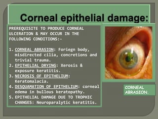 PREREQUISITE TO PRODUCE CORNEAL
ULCERATION & MAY OCCUR IN THE
FOLLOWING CONDITIONS:-
1. CORNEAL ABRASION: Foriegn body,
misdirected cilia, concretions and
trivial trauma.
2. EPITHELIAL DRYING: Xerosis &
exposure keratitis.
3. NECROSIS OF EPITHELIUM:
Keratomalacia.
4. DESQUAMATION OF EPITHELIUM: corneal
edema in bullous keratopathy.
5. EPITHELIAL DAMAGE DUE TO TROPHIC
CHANGES: Neuroparalytic keratitis.
CORNEAL
ABRASION.
 