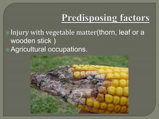 Injury with vegetable matter(thorn, leaf or a
wooden stick )
Agricultural occupations.
 