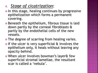 4. Stage of cicatrization:
 In this stage, healing continues by progressive
epithelization which forms a permanent
covering.
 Beneath the epithelium, fibrous tissue is laid
down partly by the corneal fibroblasts &
partly by the endothelial cells of the new
vessels.
 The degree of scarring from healing varies.
 If the ulcer is very superficial & involves the
epithelium only, it heals without leaving any
opacity behind.
 When ulcer involves bowman’s layer& few
superficial stromal lamellae, the resultant
scar is called a ‘nebula’.
 